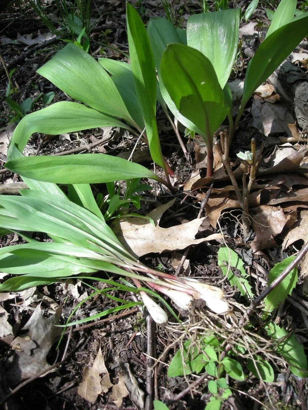 Organic Tricoccum Wild Ramps Leek Bulbs - 50 Bare Root Allium Tricoccum for Planting, Edible Garden, Culinary Use