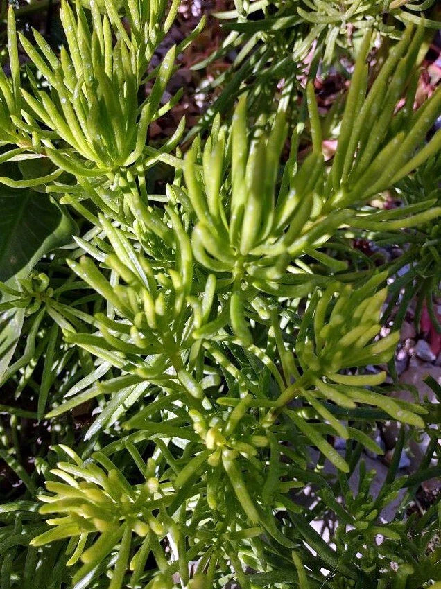 Succulent Cactus Cutting 4" – Propagation Plant for Indoor Garden – Drought-Tolerant, Low Maintenance, Various Species