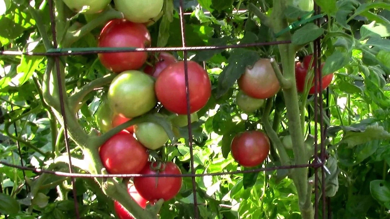 Eva Purple Ball Tomato Seeds - Heirloom Non-GMO Organic Seeds for Gardening - Solanum lycopersicum
