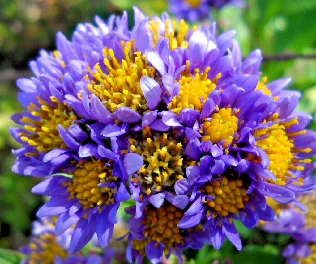 Hardy Perennial Starter Plants 6-Pack - Lavender Tatarian Aster (Aster tataricus)