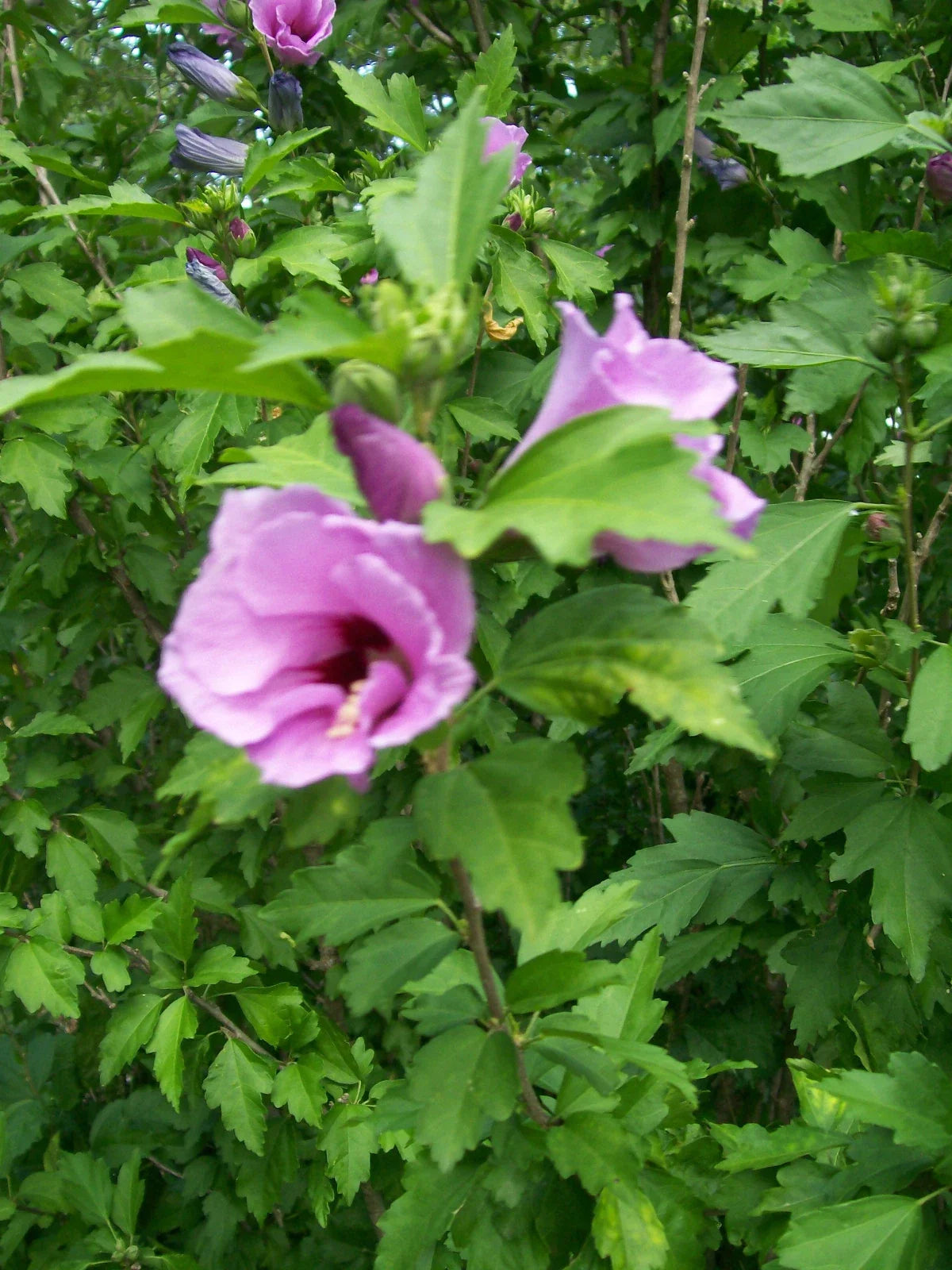 Rose of Sharon Plant | 6-12 Inch Live Hibiscus syriacus Shrub | Mixed Colors for Zones 5-9