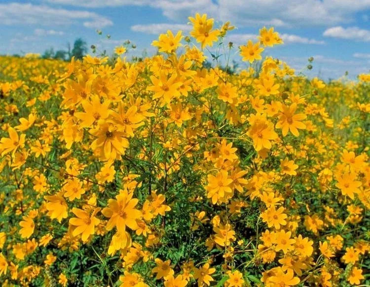 Swamp Marigold Seeds - 100+ Native Wildflower Seeds for Wetlands, Bright Yellow Blooms, Attracts Pollinators, Caltha palustris