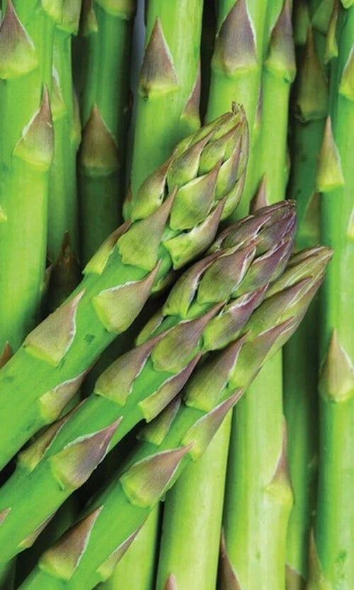 Asparagus Seeds 50+ Mary Washington Variety Non-GMO Heirloom Asparagus officinalis Seed Packet