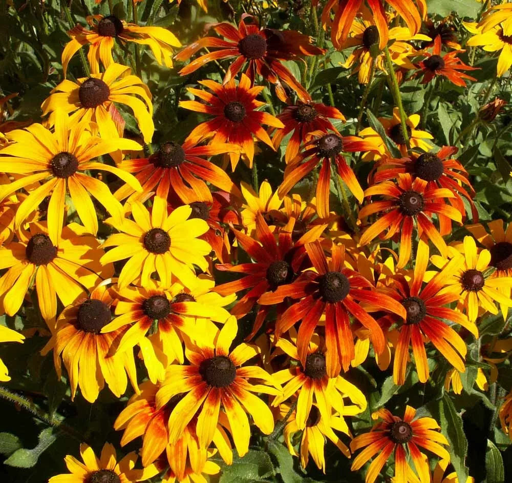 Gloriosa Daisy Seeds 300+ Count Perennial Native Wildflower Rudbeckia hirta USA