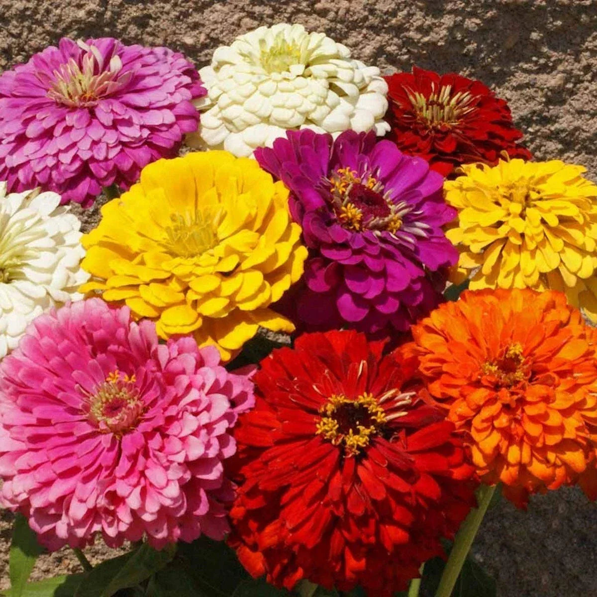 Dahlia Flowered Mixed Zinnia Wildflower Seeds 1/4 Lb - Zinnia elegans - Everwilde Farms