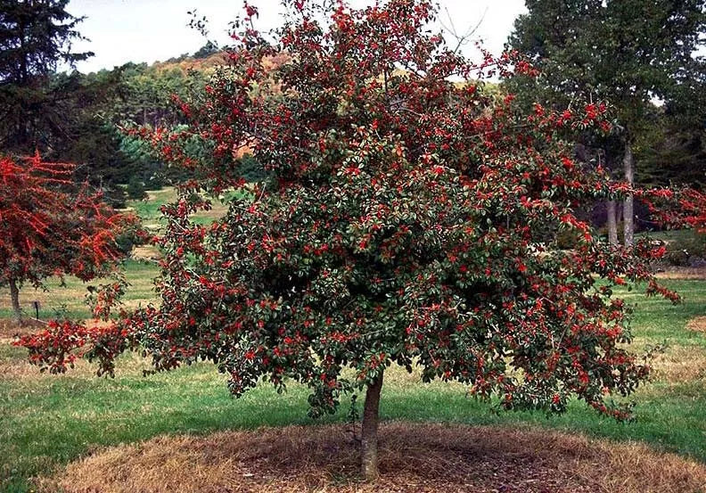 Deciduous Holly Live Plants Set of 2 | Ilex decidua Bare Root Red Berries for Zones 5-9