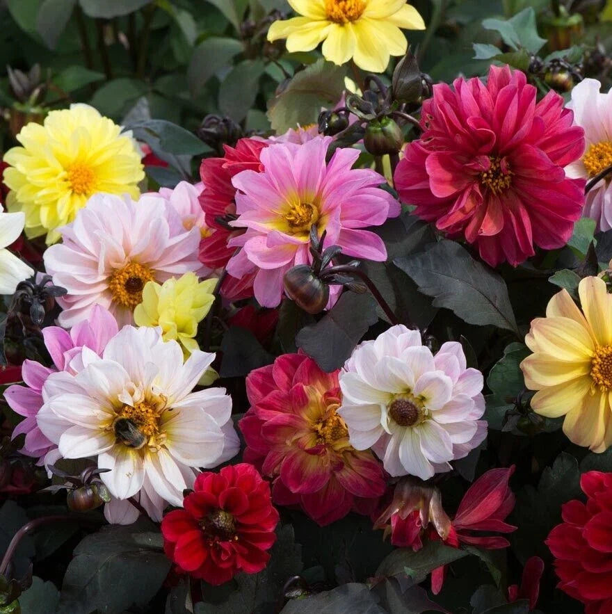 Dahlia Seeds - Diablo Mix 25 Count - Colorful Garden Blooms - Dahlia pinnata