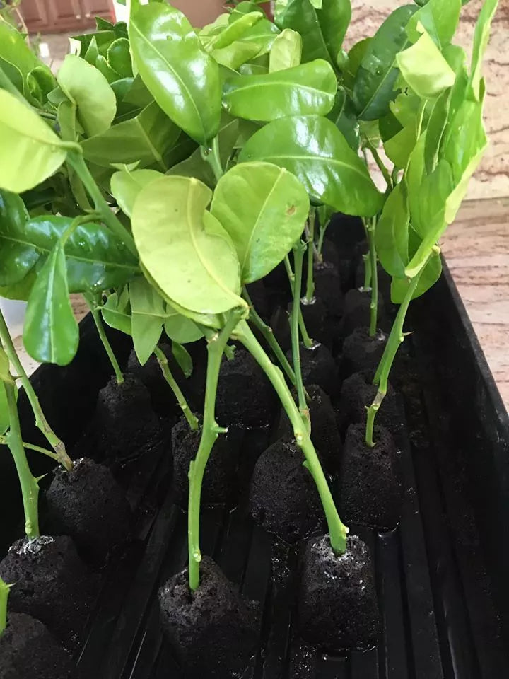 Kaffir Lime Tree Cutting | Citrus hystrix | Aromatic Leaves & Fruit | Food Spice Plant Clone for Culinary Use