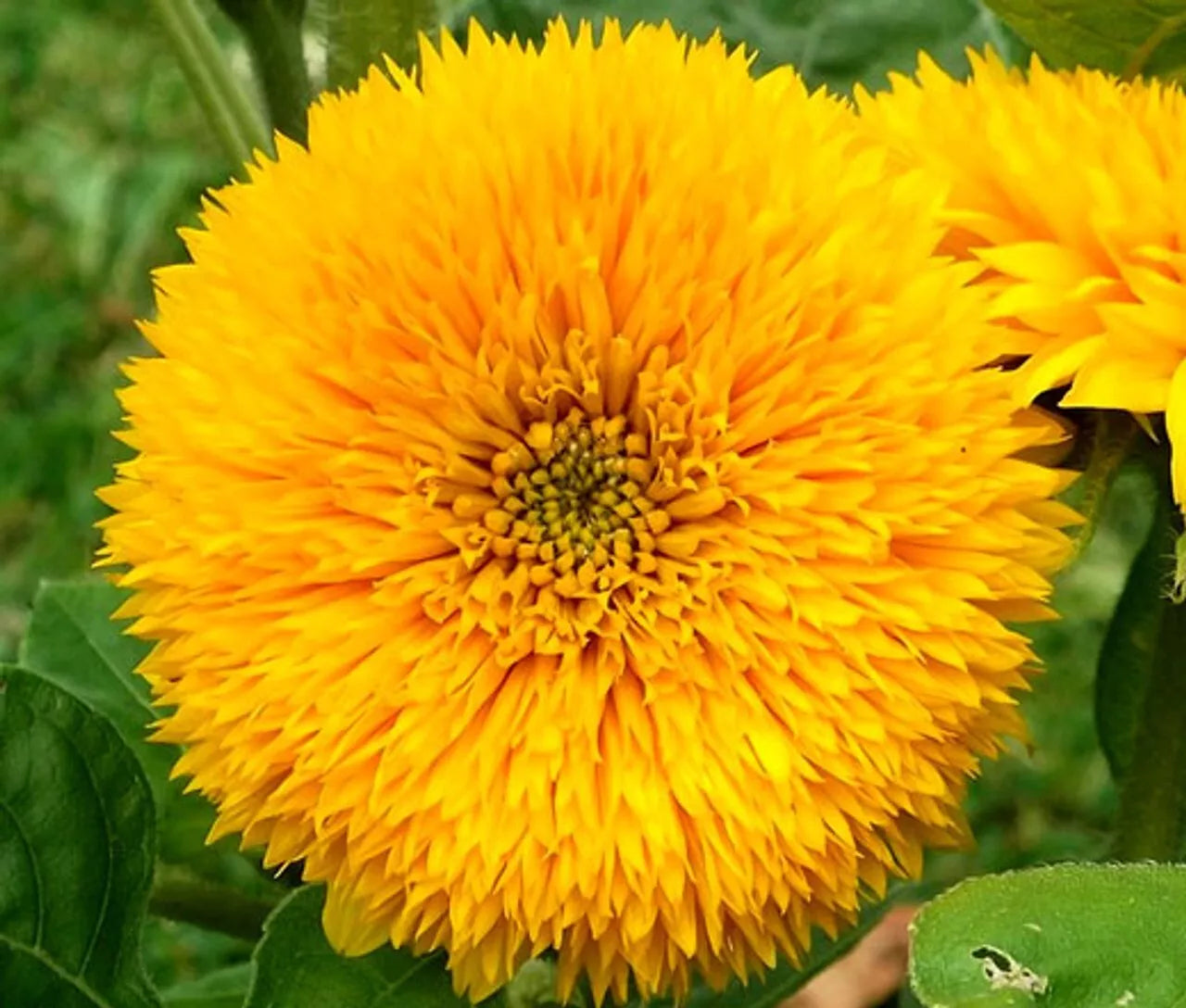 Sungold Teddy Bear Sunflower Seeds | Helianthus annuus | Fresh Garden Seeds