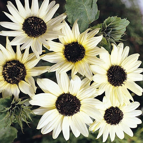 Italian White Sunflower Seeds Pack | Helianthus Debilis Annual Flower Seeds | 50+ Non-GMO USA Grown
