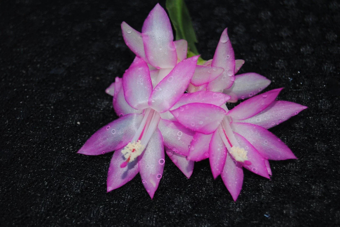 Christmas Cactus Starter Plant Aurea - Healthy Schlumbergera Truncata for Home Decor & Gifting