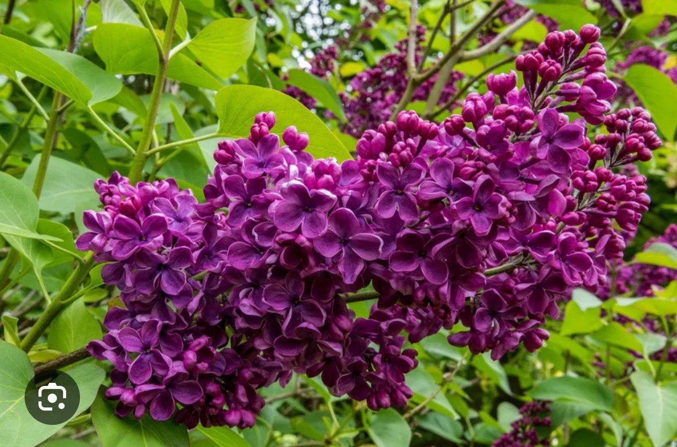 Ludwig Spaeth Lilac Starter Plant 4-8 Inches Syringa Vulgaris Purple Blooms Well-Rooted Hardy Shrub