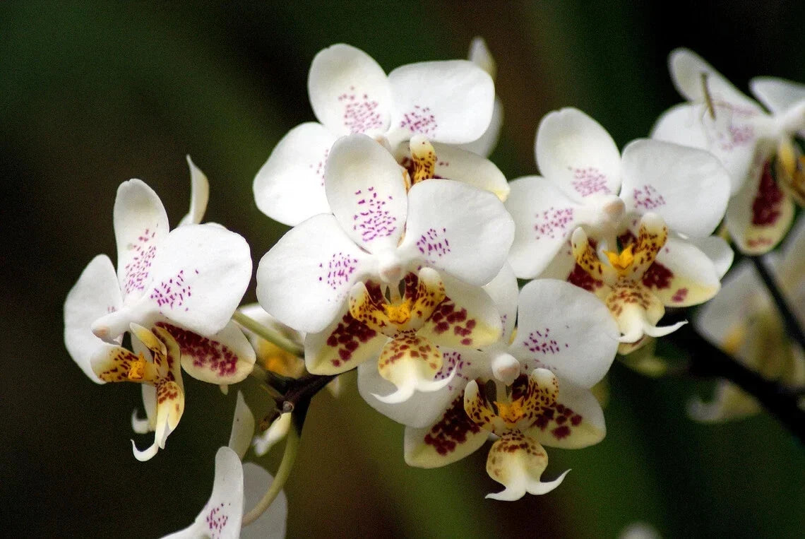 Small Orchid Plant - Phalaenopsis Stuartiana - Vibrant Tropical Flowering Houseplant