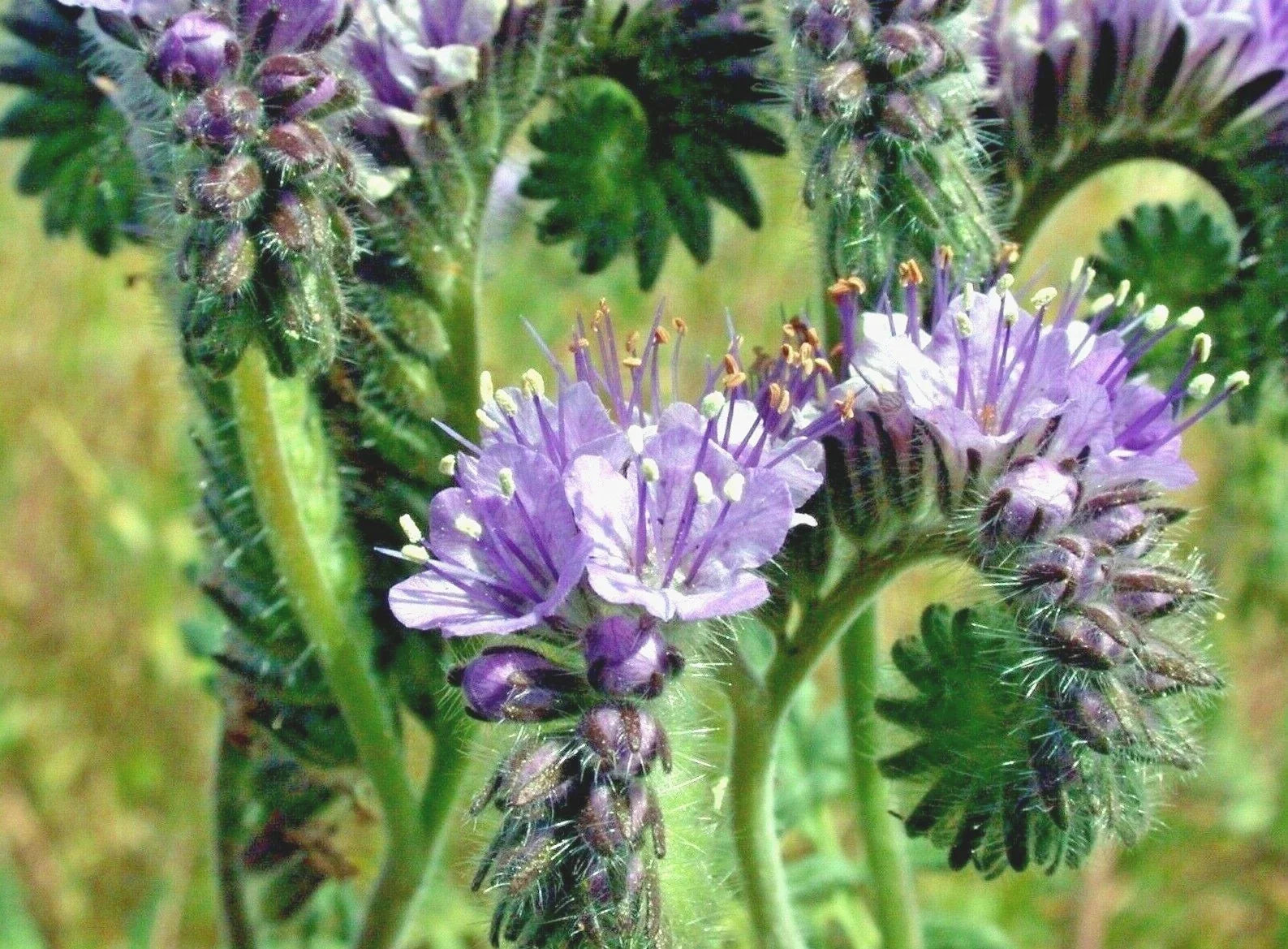 Lacy Phacelia Seeds | 1001+ Wildflower Pollinator Mix for Bees & Butterflies | Drought-Resistant Cover Crop | Phacelia tanacetifolia