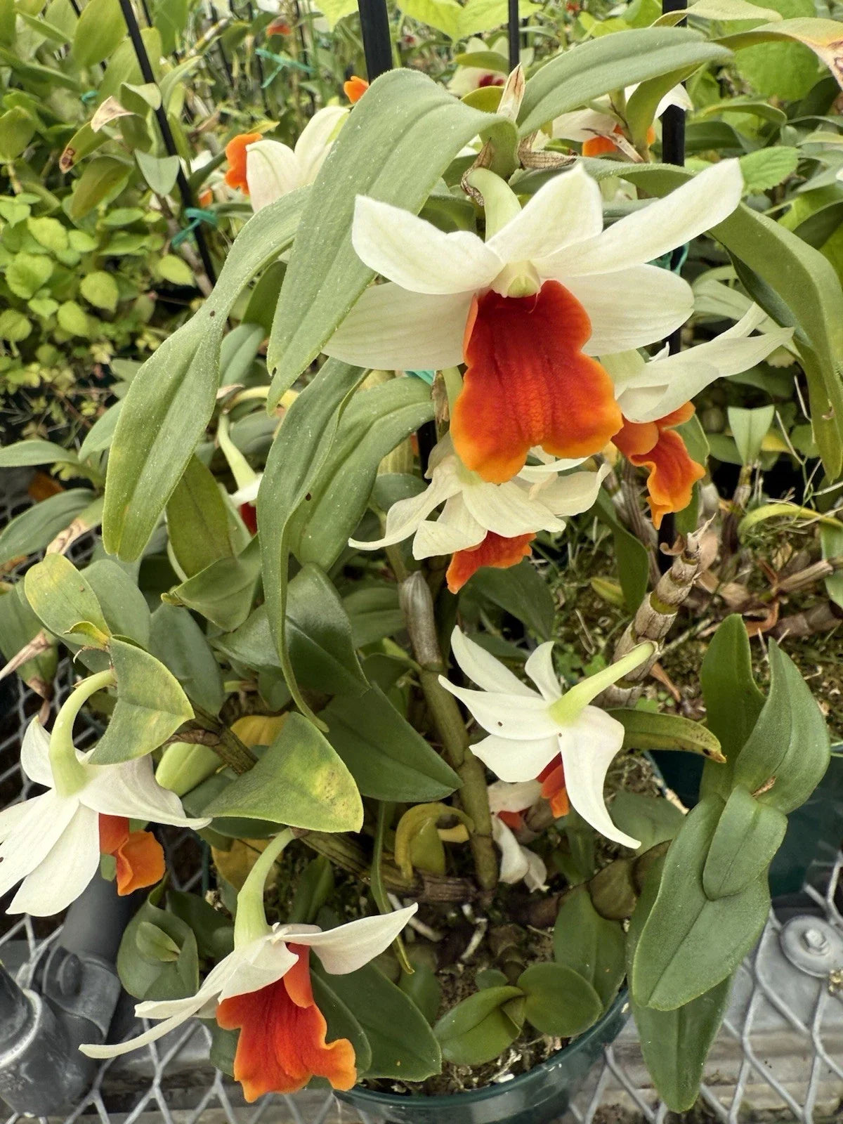 Dendrobium Orchid Plants – 3 Short Stem Divisions – Tropical Flowering Houseplant – Dendrobium spp.
