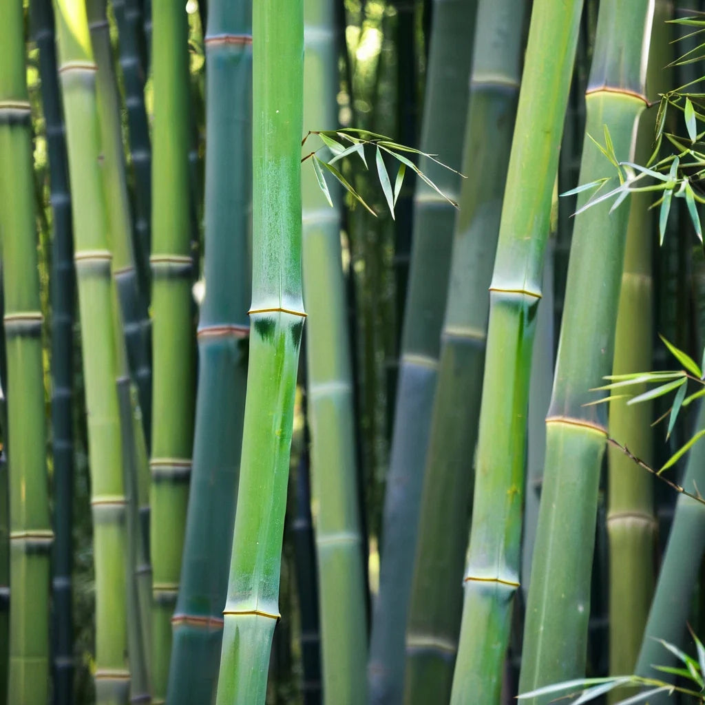 Bamboo Seeds 50 Pack for Privacy Screen Clumping Wong Chuck Bambusa vulgaris Garden Plant