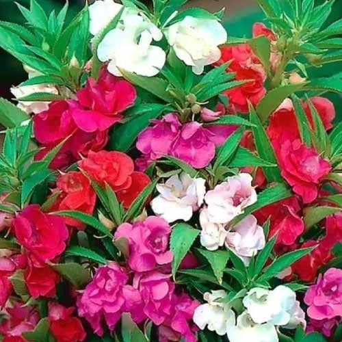 Impatiens Tom Thumb Flower Seeds - 25 Fresh Seeds for Vibrant Garden Color