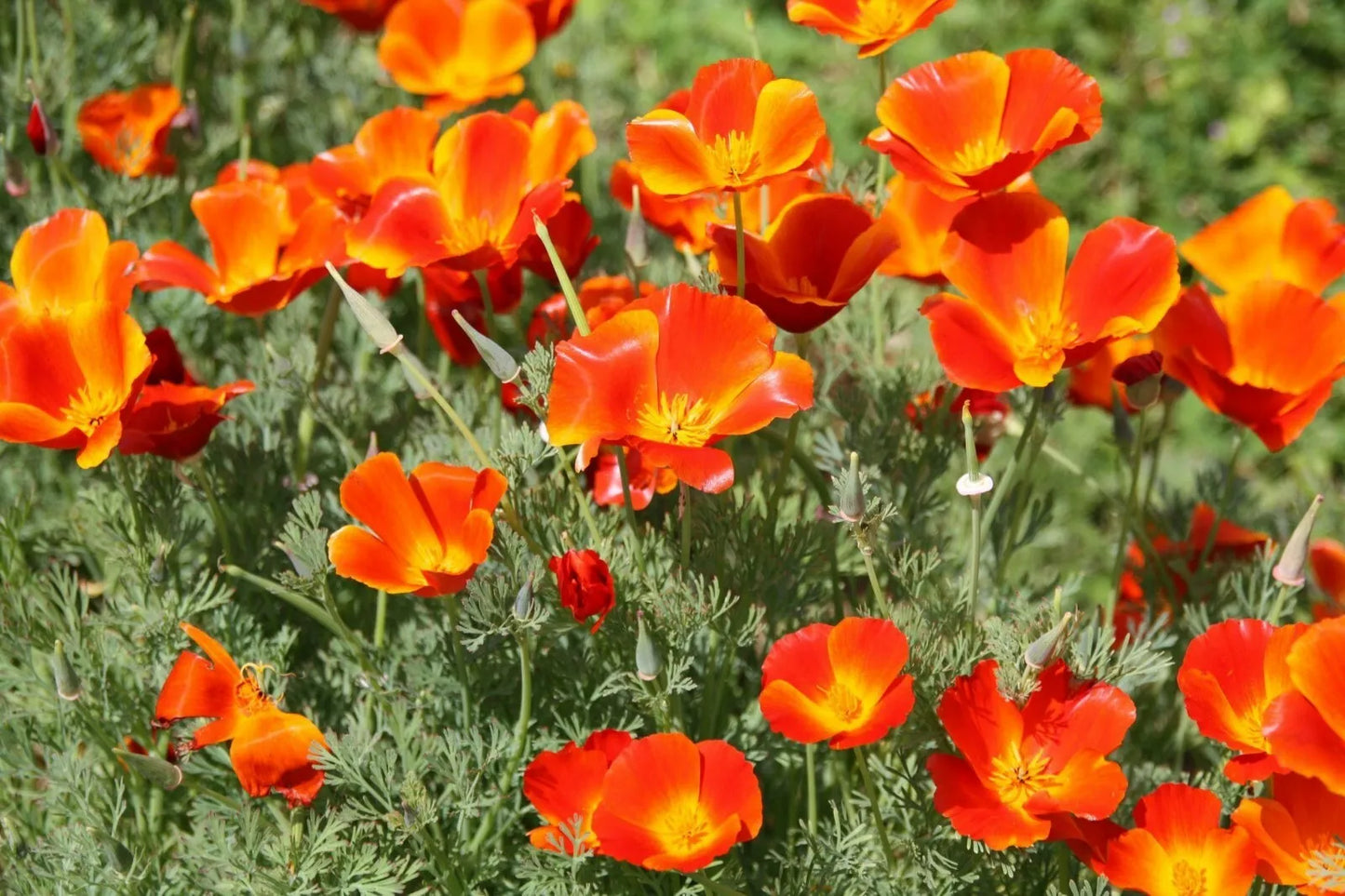 California Poppy Seeds 250+ Pack - Eschscholzia californica, Non-GMO, Easy to Grow