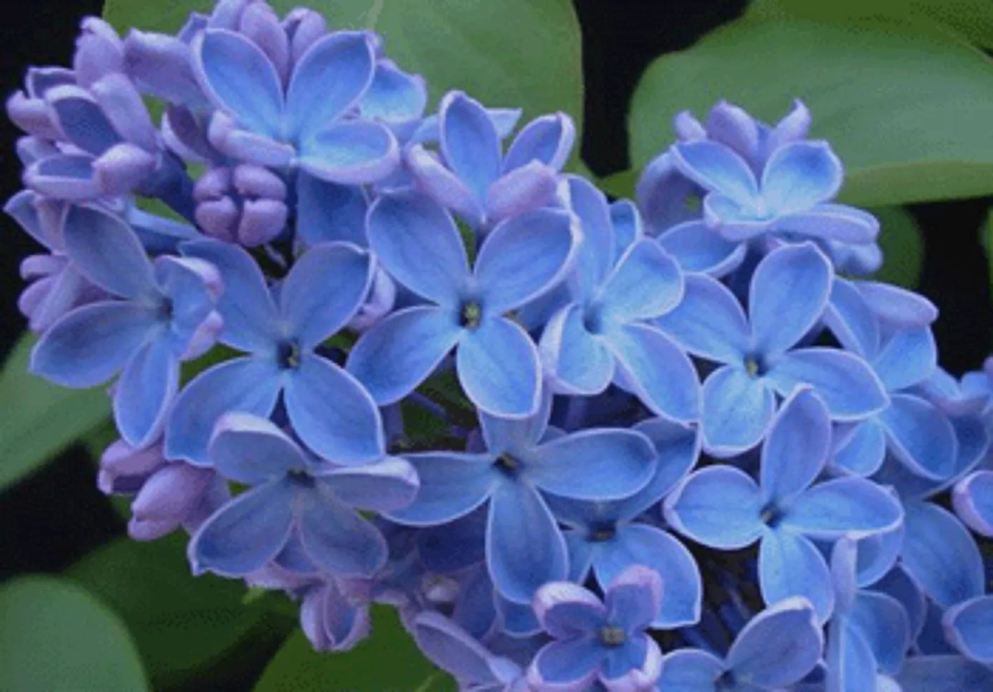 Blue Lilac Seeds - 25 Perennial Syringa vulgaris Flower Seeds - US Seller