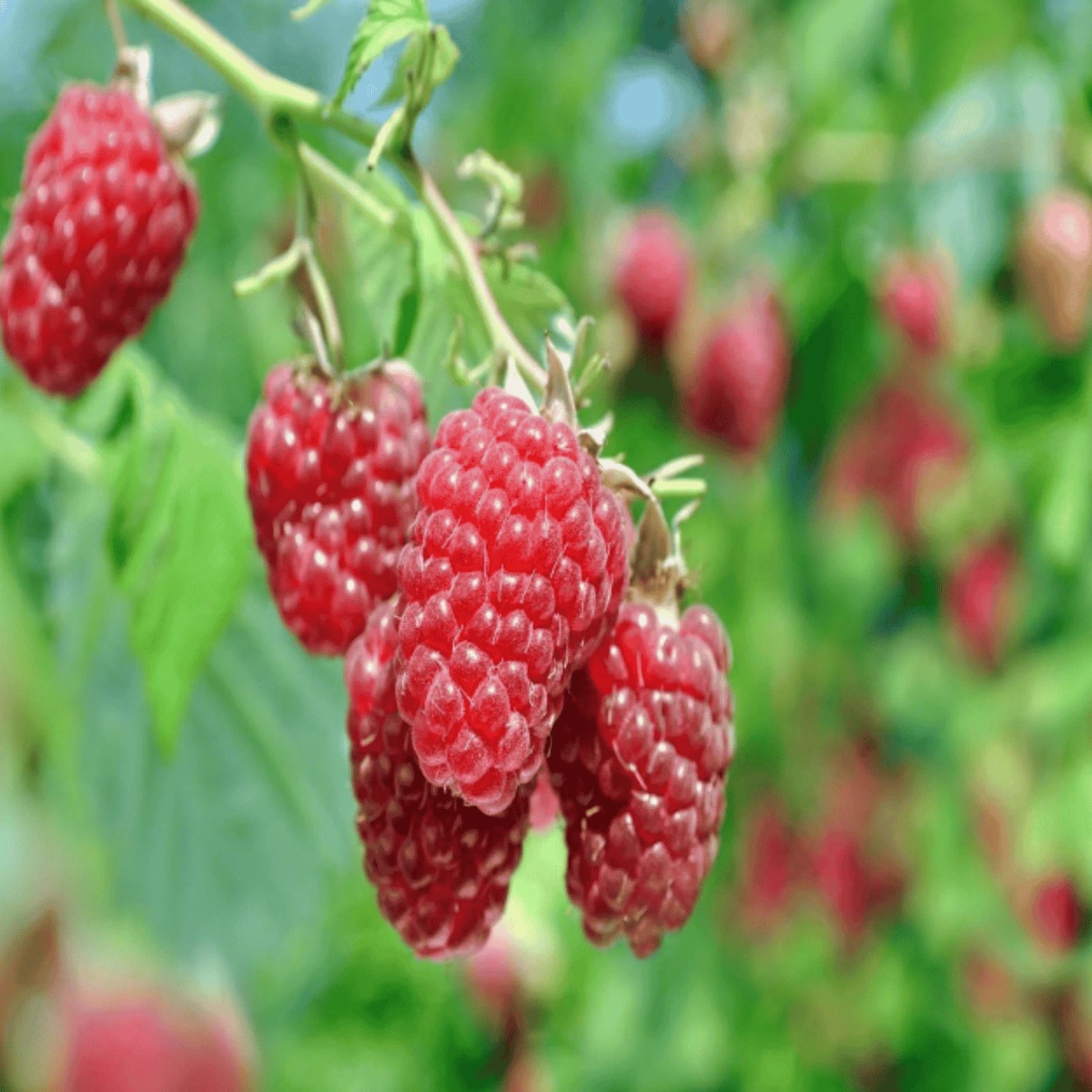 Raspberry Canes Bare Root Joan J Rubus idaeus Everbearing Plant for Home Garden