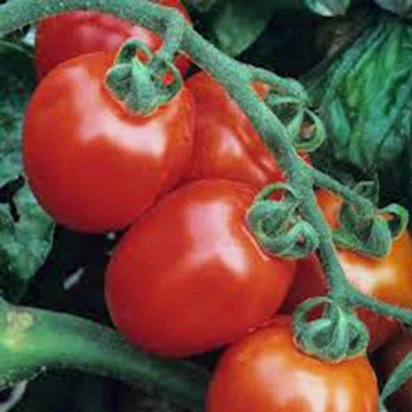 Italian Roma Tomato Seeds - Heirloom Non-GMO for Home Gardening