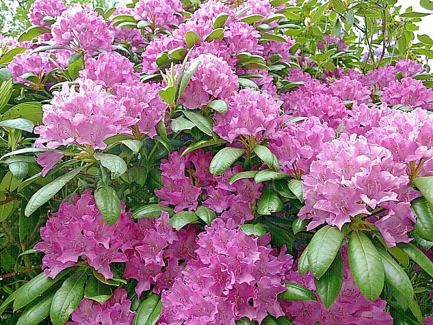 Cali Pink Azalea Seeds - 50+ Rhododendron macrophyllum Flower Seeds for Shrubs