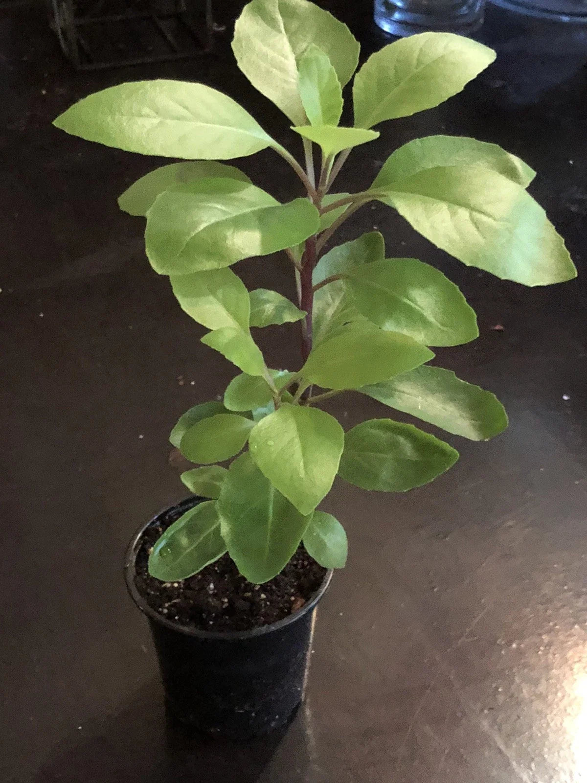 Longevity Spinach Plant - Potted Gynura Procumbens - Edible Perennial Herb for Indoor & Outdoor Gardens