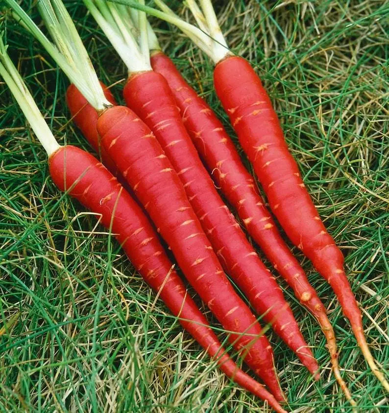 Atomic Red Carrot Seeds - 150+ Non-GMO Vegetable Seeds - Daucus carota - USA Grown