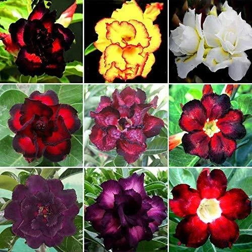 Desert Rose Seeds 100 Mixed Color Adenium Obesum for Garden & Indoor Planting, Drought-Tolerant Flower Seeds