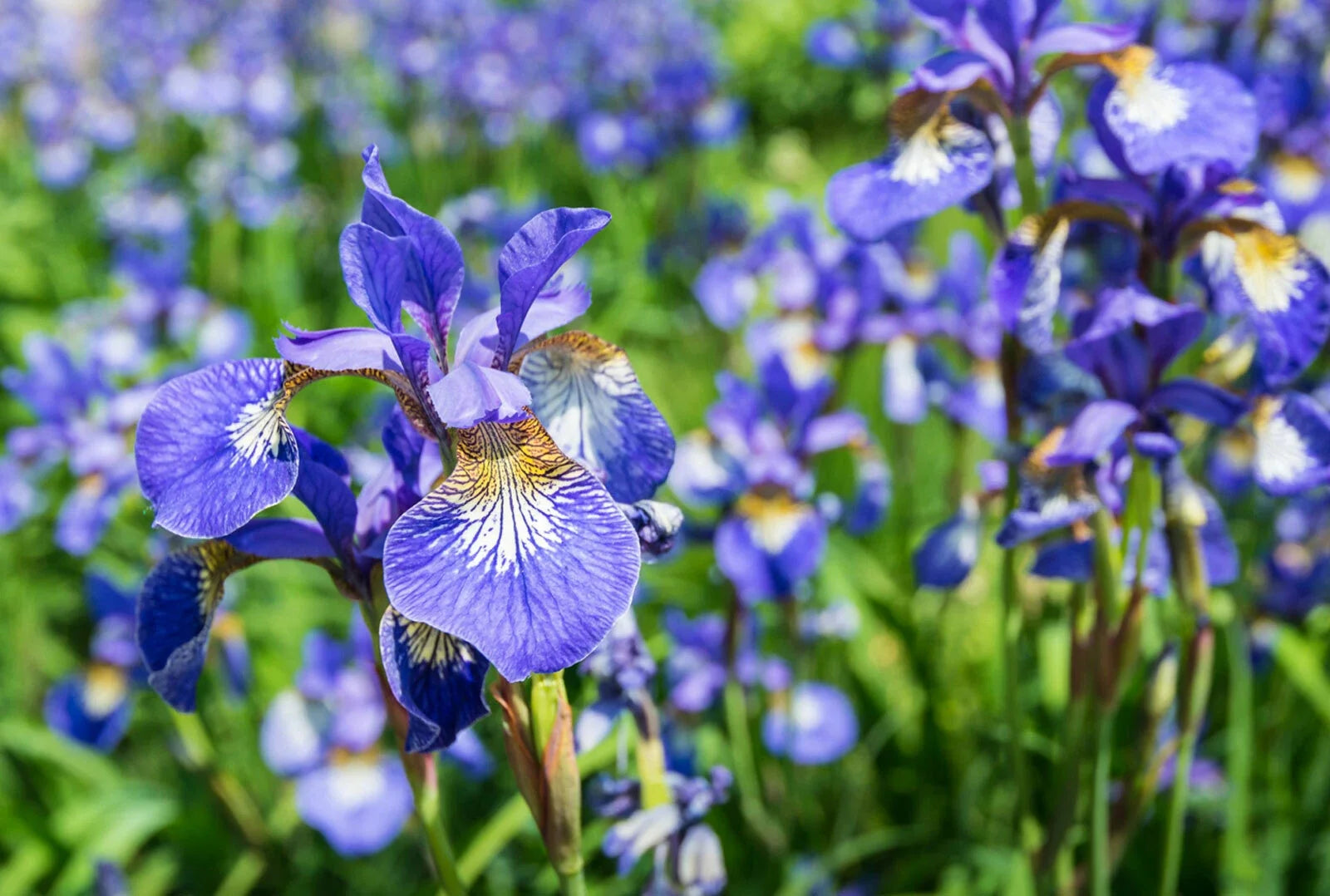 Siberian Iris Starter Plant - Well Rooted, Iris sibirica, Early Season Bloomer, Border Plant, Perennial