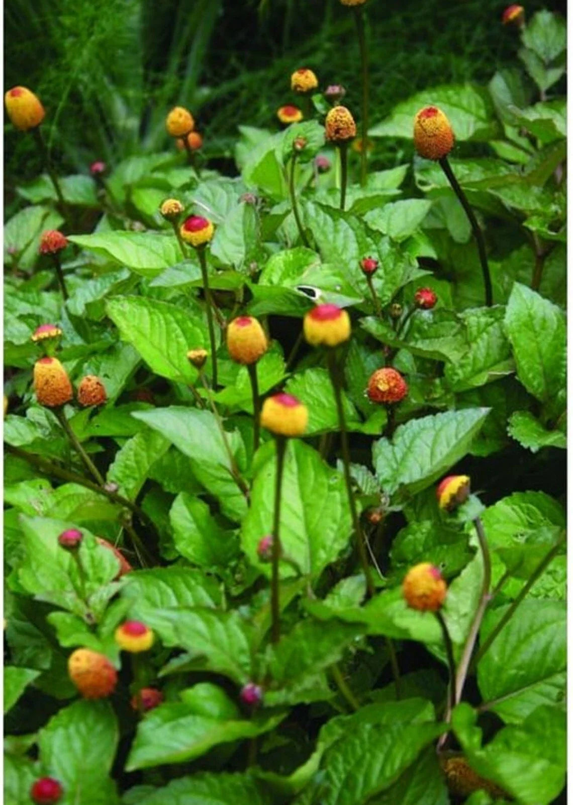 Toothache Plant Seeds - Organic Herb Seeds for Culinary & Remedies - Spilanthes acmella oleracea, Edible Flowers, Pollinator Attractant