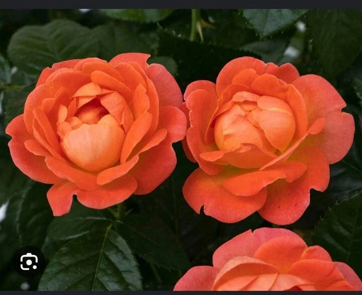 Coral Knock Out Rose Starter Plant - Rosa 'Knock Out' in 2.5 Inch Pot