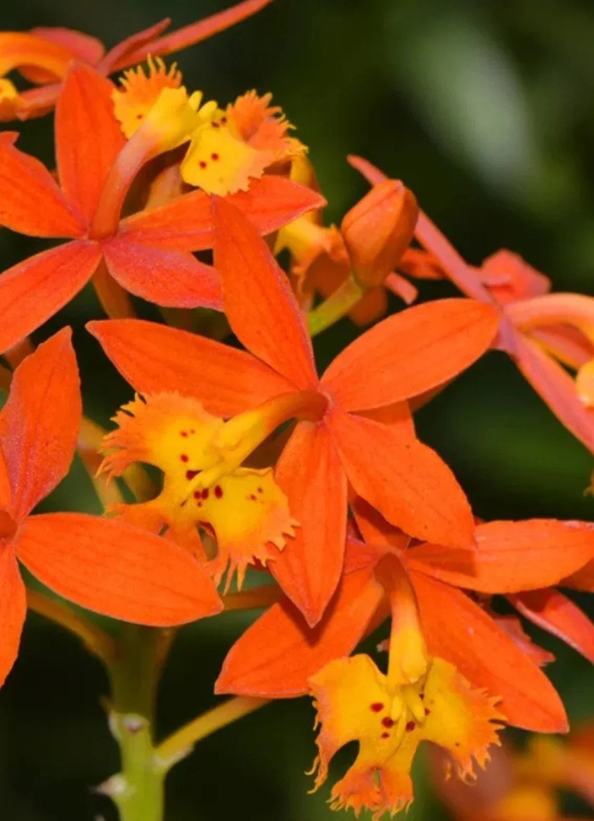 Bare Root Orchid Plant - Epidendrum radicans Orange Reed Stem Tropical Flowering Orchid