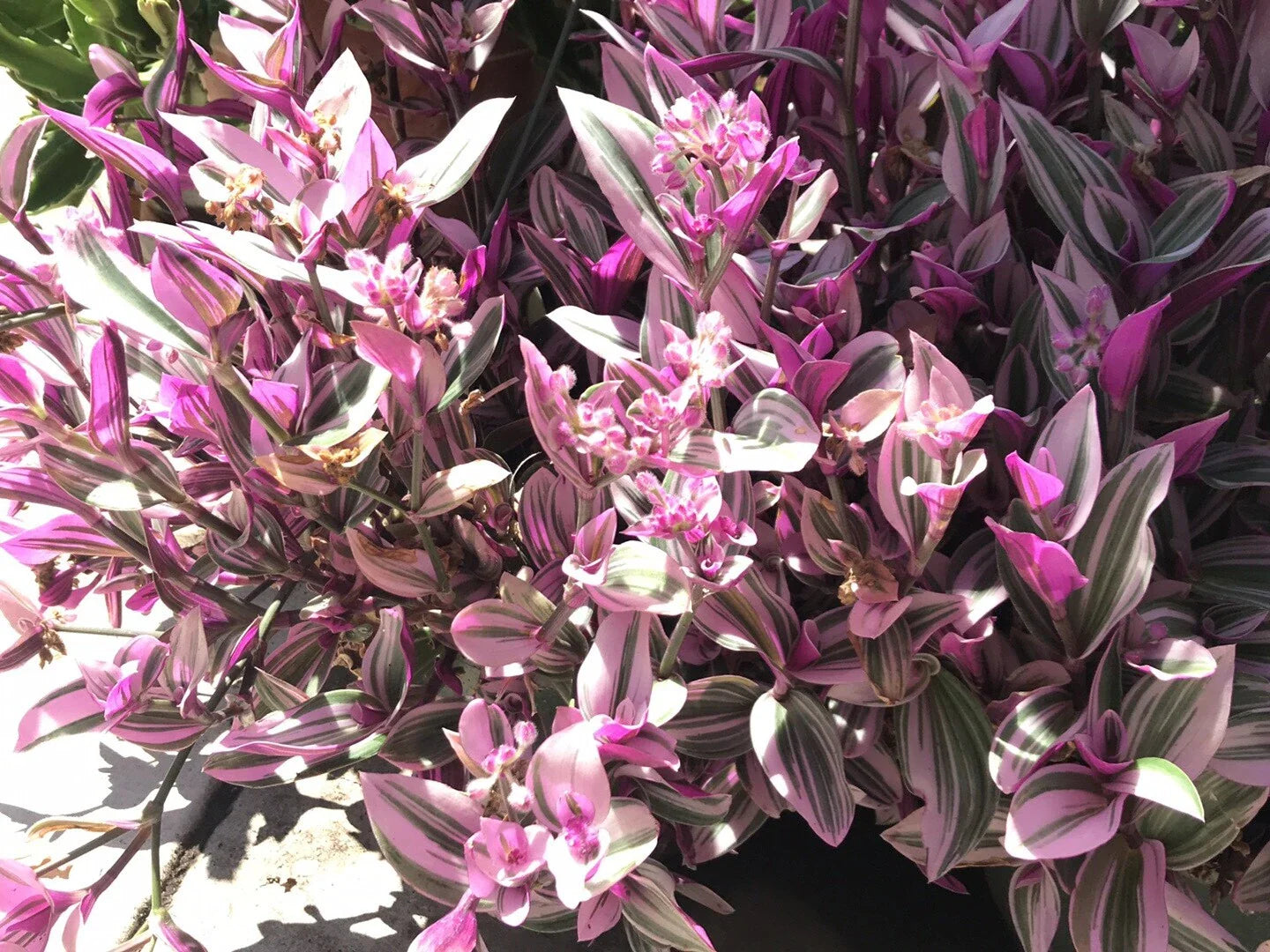 Tradescantia Nanouk Cuttings - 5 Healthy Propagation Plants - Rare Pink Wandering Jew - Tradescantia albiflora