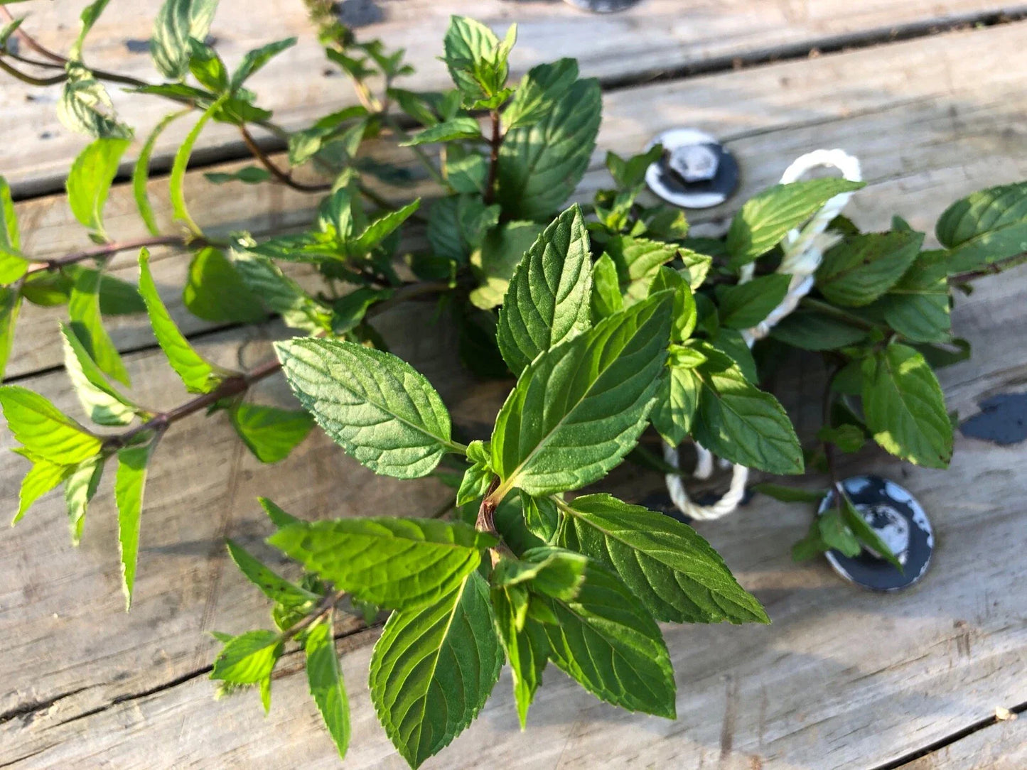 Organic Peppermint Rooted Cuttings - Mentha × piperita - Ready for Soil, Easy to Grow, Fragrant Leaves, 5 Pack