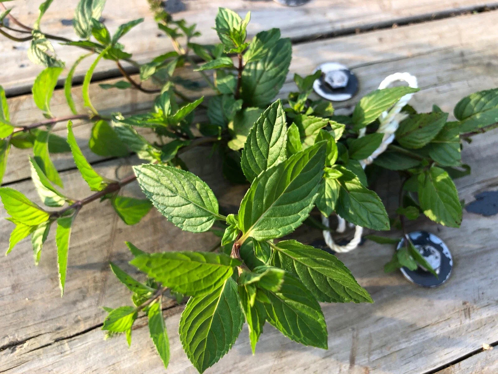 Organic Peppermint Rooted Cuttings - Mentha × piperita - Ready for Soil, Easy to Grow, Fragrant Leaves, 5 Pack