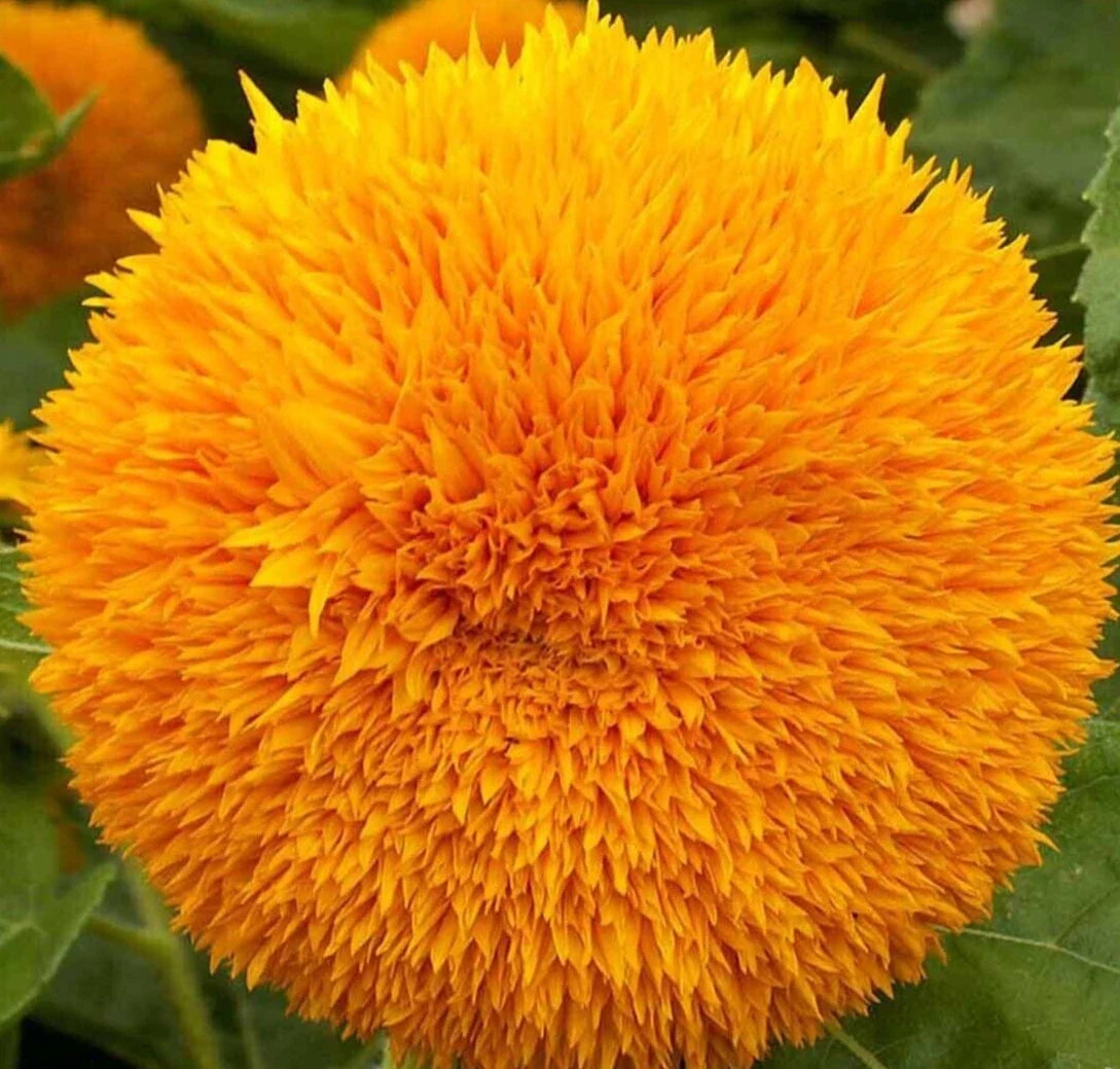 Dwarf Sungold Sunflower Seeds - 50+ Teddy Bear Annual Flower Garden Helianthus annuus
