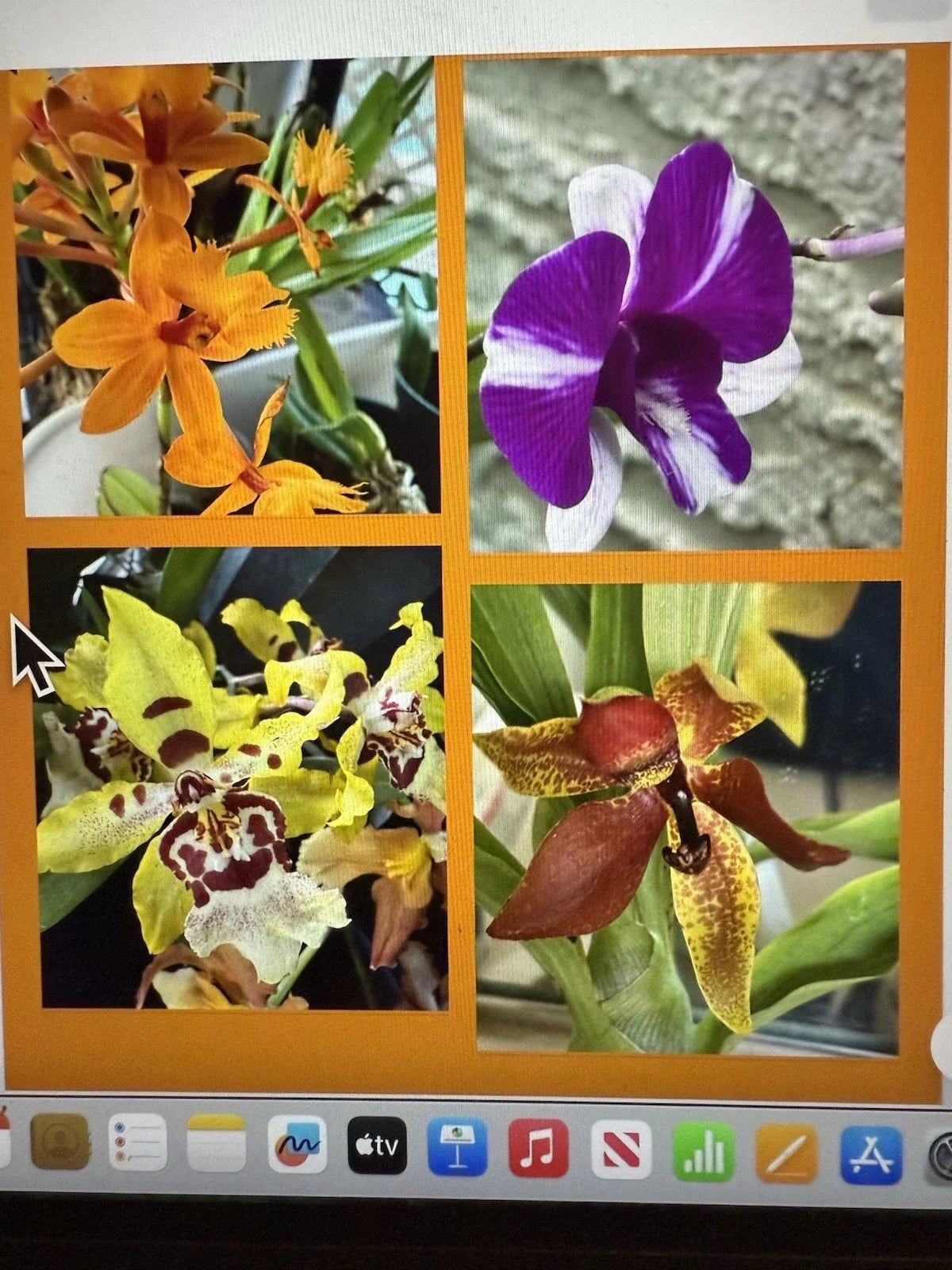 Set of 2 Orchid Bulbs - Surprise Varieties for Indoor & Outdoor Decor - Orchidaceae Plant Divisions