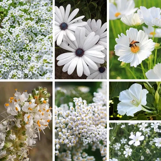 Organic White Wildflower Seed Mix - 200 Non-GMO Native USA Wildflower Seeds for Pollinator Gardens