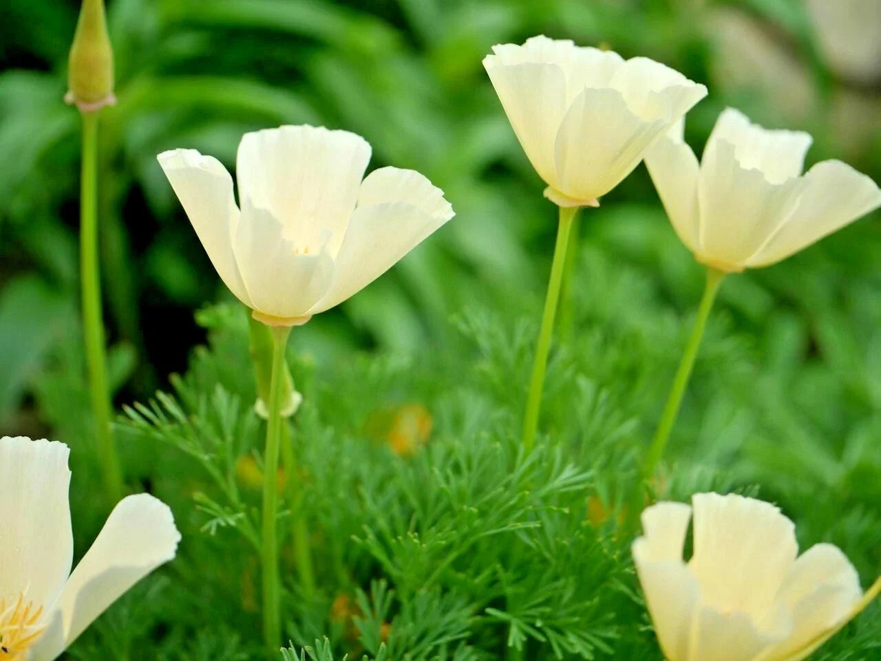 White California Poppy Flower Seeds - 500+ Eschscholzia californica Wildflower for Garden & Container
