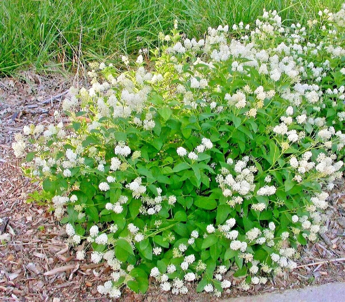 New Jersey Tea Herb Seeds - 26+ Native Wildflower Shrubs for Shade Gardens & Containers - Ceanothus americanus