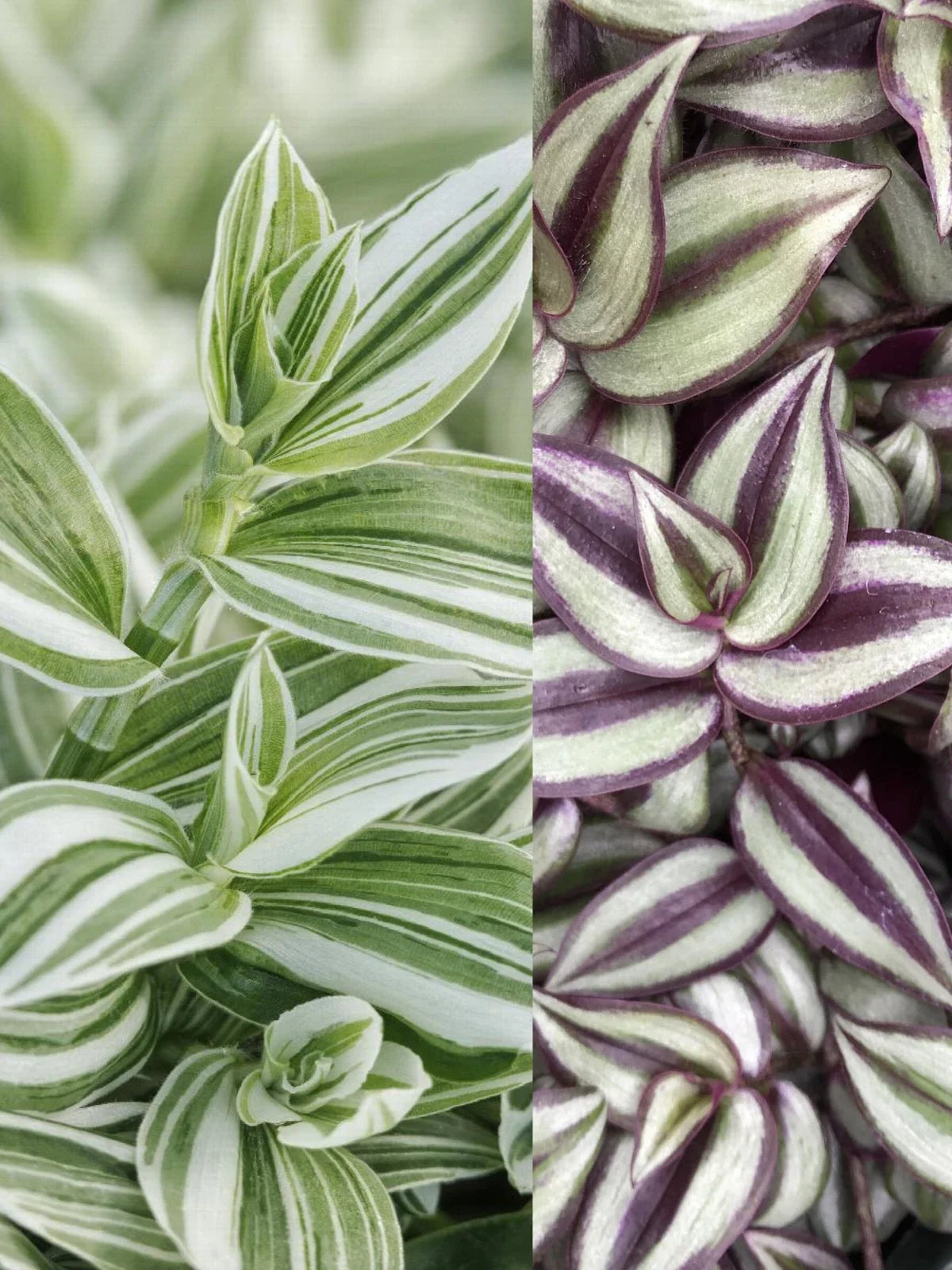 Tradescantia Zebrina Wandering Jew Plants - 2 Pack, Trailing Houseplants, Indoor Decor, Live Plants in 4-Inch Pots