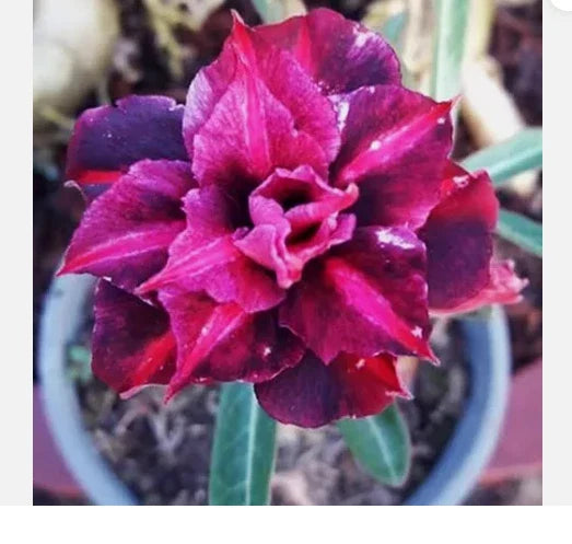 Desert Rose Plant - Small Rooted Seedling - King Purple Adenium Obesum - Indoor Patio Garden, Drought Tolerant, Purple Blooms