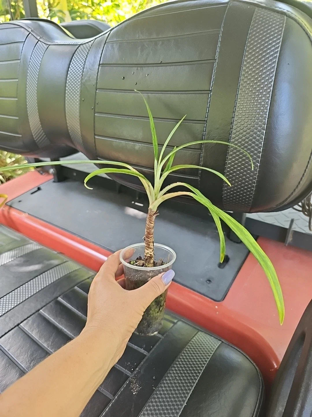 Aglaonema Cutlass Live Plant 3" Pot | Chinese Evergreen Indoor Houseplant | Low Light Greenery | Aglaonema commutatum