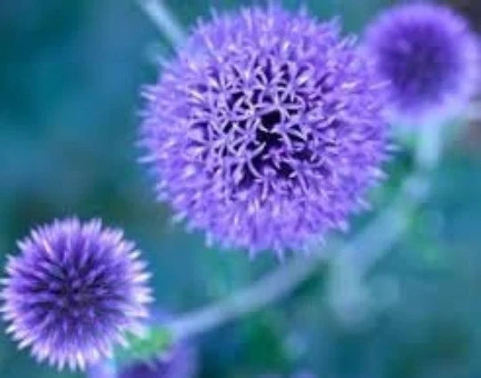 Globe Thistle Seeds 20 Count Blue Perennial Echinops ritro Drought-Tolerant Pollinator-Friendly