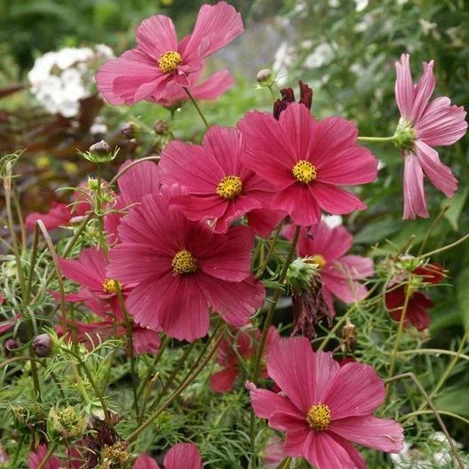 Cosmos Seeds - 200 Non-GMO Dazzler Variety - 2-4 Inch Blooms - Attracts Pollinators & Butterflies - Cosmos bipinnatus