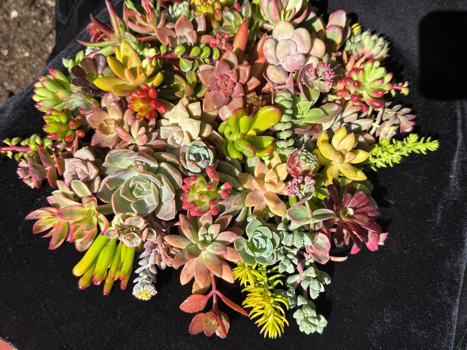 20 Organic Succulent Cuttings - Colorful Varieties for DIY, Terrariums & Arrangements - Echeveria, Sedum, Graptopetalum