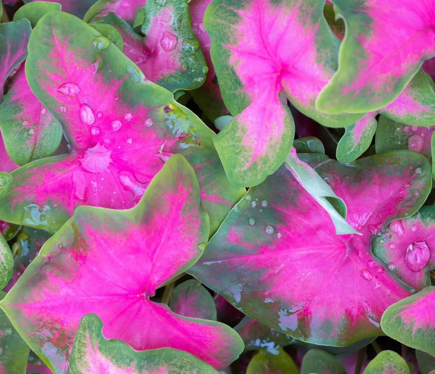 Caladium Bulbs 6 Pack Pinky Promise Variety for Planting, Caladium bicolor, Shade-Loving Perennial Elephant Ears