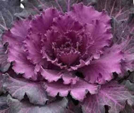 Ornamental Cabbage Seeds Osaka Red – Brassica oleracea – Pack of 40 Fresh Seeds for Fall & Winter Gardens