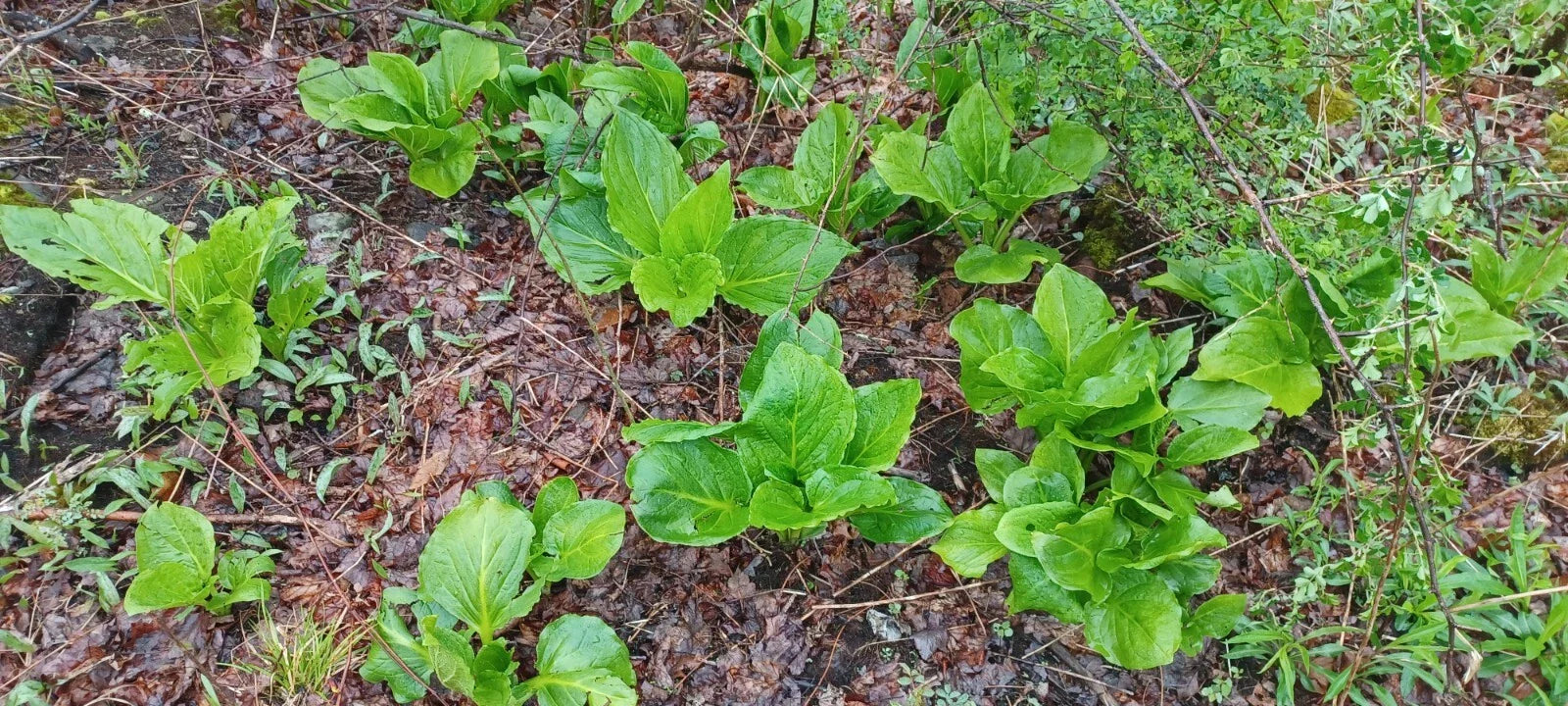 Bareroot Skunk Cabbage Plant Symplocarpus foetidus Live Root Bulb for Wetlands & Shade Gardens